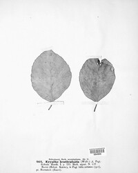 Erysiphe lenticularis image